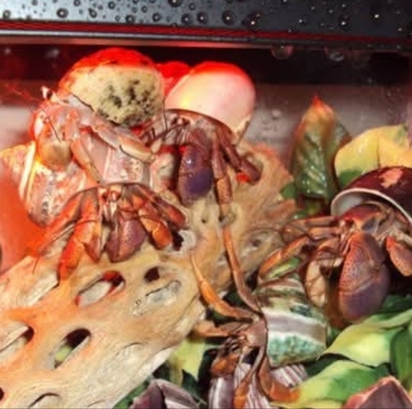 PLSreadBEFOREbuying! - Picture 16 of 16